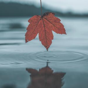 美国中老年人日逼毛片
